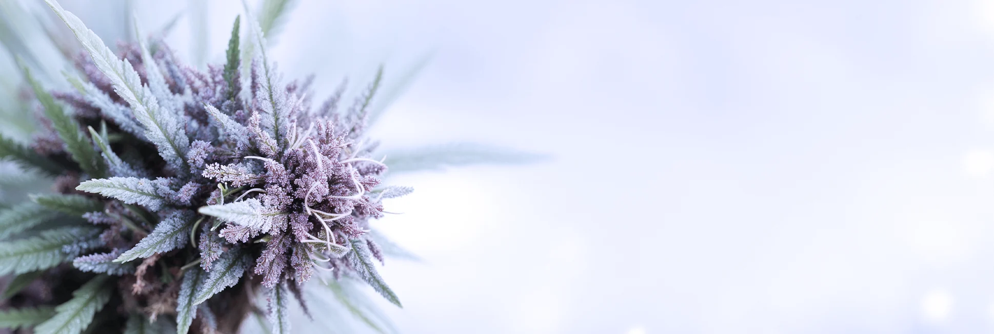 Cannabis Plant